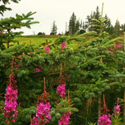 Fireweed blooming at the base of a Spruce tree, overlooking a green grassy field