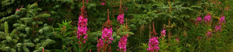 Image of Fireweed blooming among Spruce trees